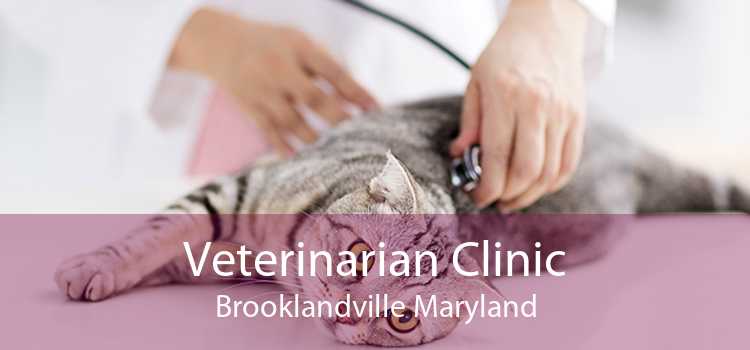 Veterinarian Clinic Brooklandville Maryland