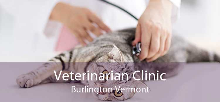 Veterinarian Clinic Burlington Vermont