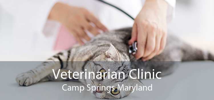 Veterinarian Clinic Camp Springs Maryland
