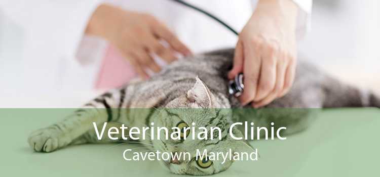 Veterinarian Clinic Cavetown Maryland