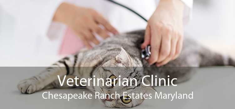 Veterinarian Clinic Chesapeake Ranch Estates Maryland
