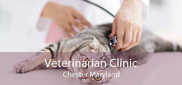 Veterinarian Clinic Chester Maryland