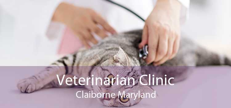 Veterinarian Clinic Claiborne Maryland