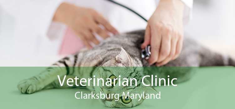 Veterinarian Clinic Clarksburg Maryland
