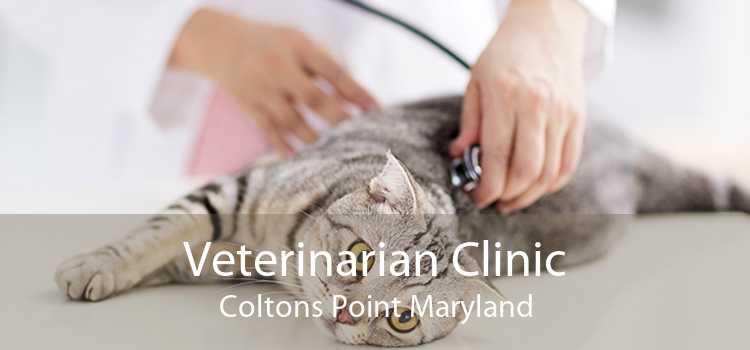 Veterinarian Clinic Coltons Point Maryland