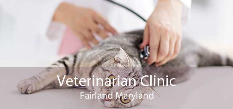 Veterinarian Clinic Fairland Maryland