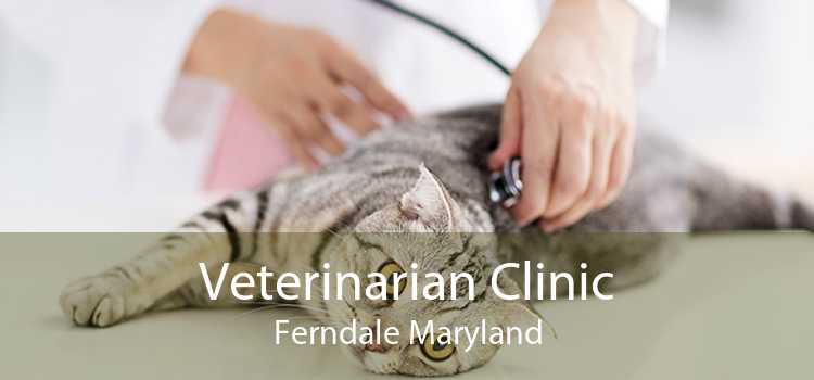 Veterinarian Clinic Ferndale Maryland