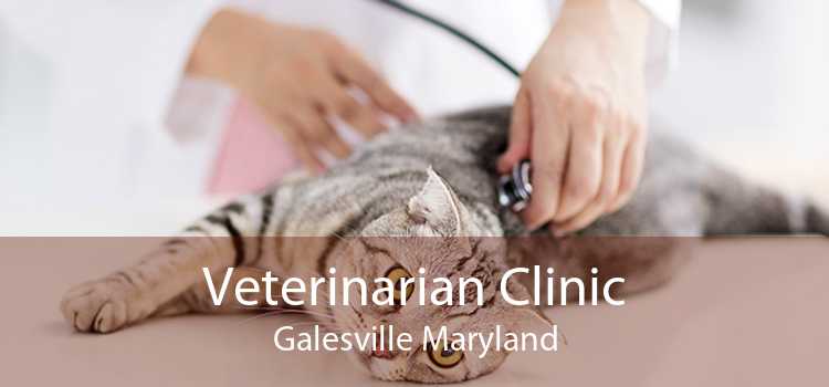 Veterinarian Clinic Galesville Maryland