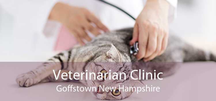 Veterinarian Clinic Goffstown New Hampshire
