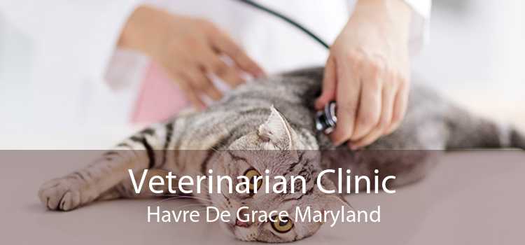 Veterinarian Clinic Havre De Grace Maryland