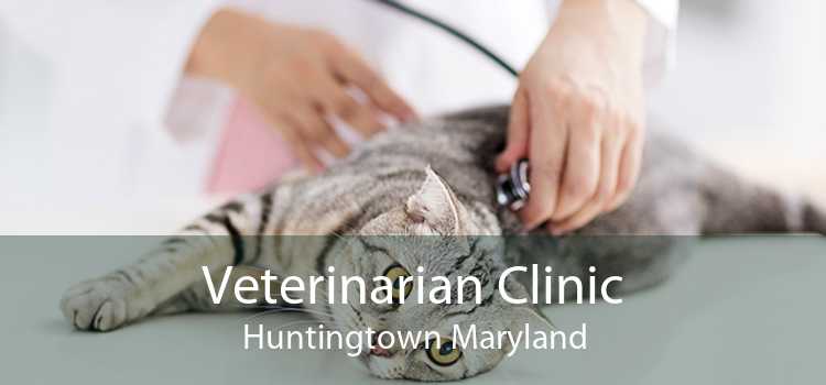 Veterinarian Clinic Huntingtown Maryland