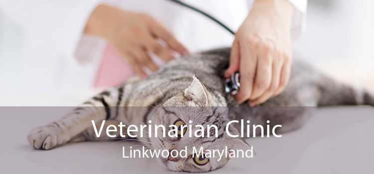 Veterinarian Clinic Linkwood Maryland