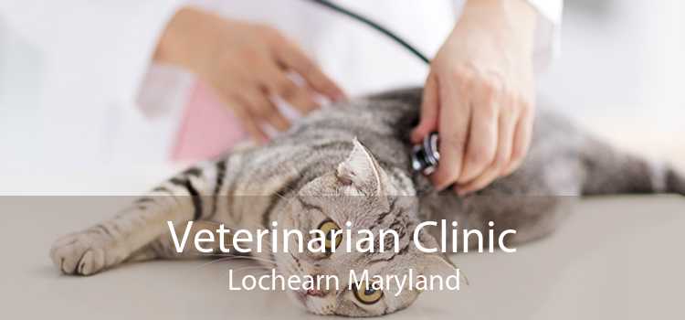 Veterinarian Clinic Lochearn Maryland