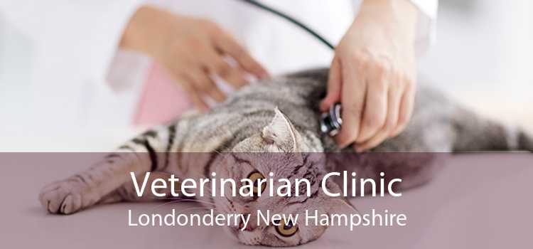 Veterinarian Clinic Londonderry New Hampshire