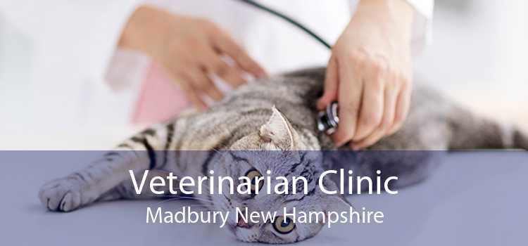 Veterinarian Clinic Madbury New Hampshire