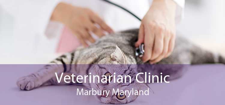 Veterinarian Clinic Marbury Maryland