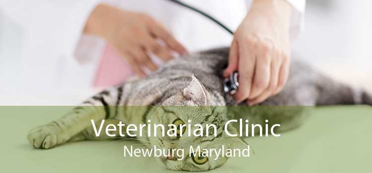 Veterinarian Clinic Newburg Maryland