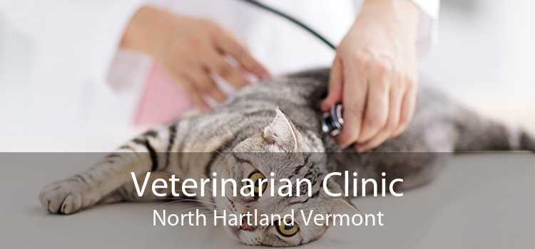Veterinarian Clinic North Hartland Vermont