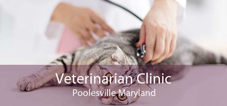 Veterinarian Clinic Poolesville Maryland