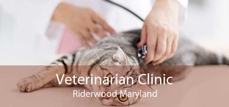 Veterinarian Clinic Riderwood Maryland
