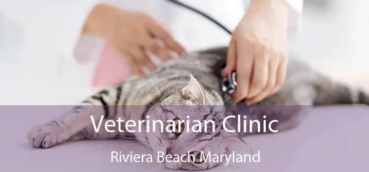 Veterinarian Clinic Riviera Beach Maryland