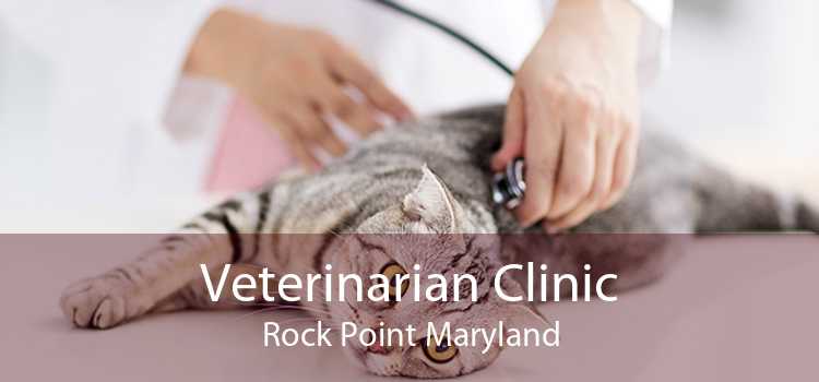 Veterinarian Clinic Rock Point Maryland