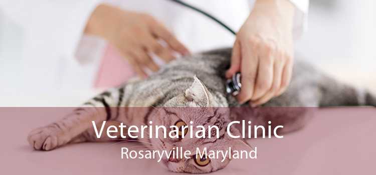 Veterinarian Clinic Rosaryville Maryland