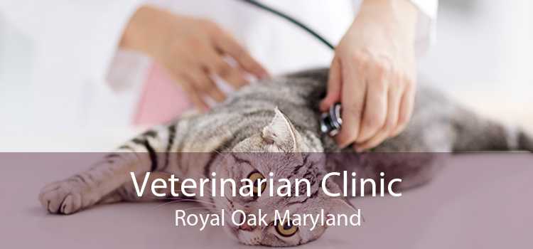 Veterinarian Clinic Royal Oak Maryland