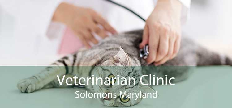 Veterinarian Clinic Solomons Maryland