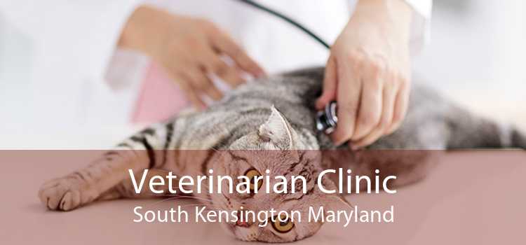 Veterinarian Clinic South Kensington Maryland