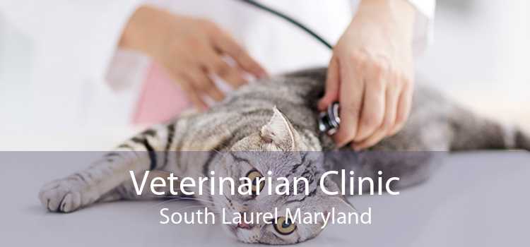 Veterinarian Clinic South Laurel Maryland