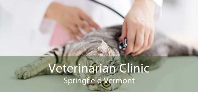 Veterinarian Clinic Springfield Vermont