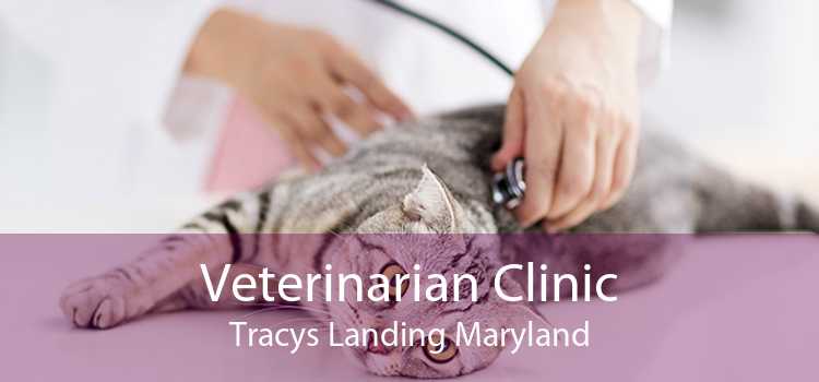Veterinarian Clinic Tracys Landing Maryland