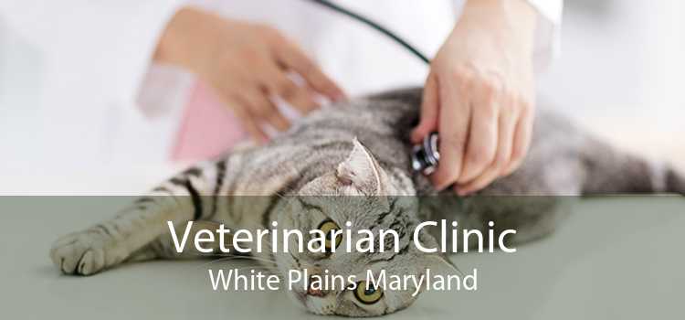 Veterinarian Clinic White Plains Maryland