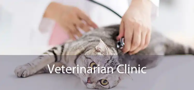 Veterinarian Clinic