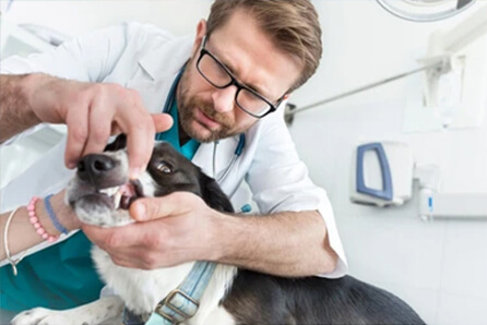 dog dentist in Thetford Center