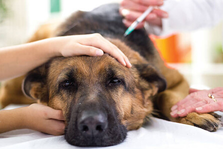  vet for dog vaccination in Rohrersville