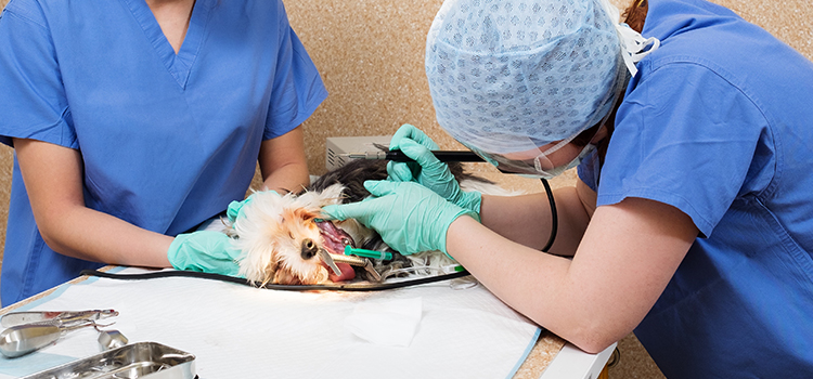 Aquasco animal hospital veterinary operation