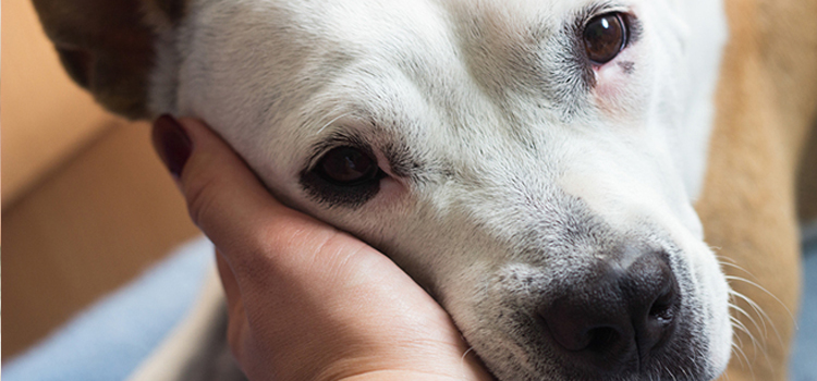 Dog Euthanasia Drugs in Newton Junction