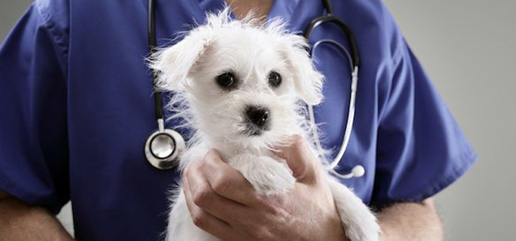 Brooklandville pet emergency dispensary