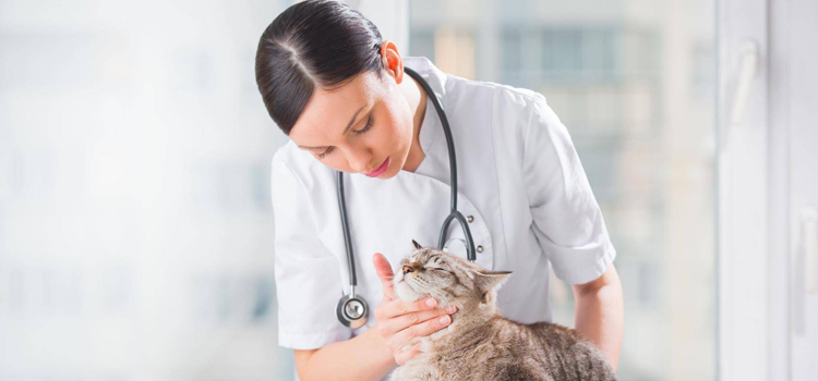 24/7 Vet Emergency Vet in Chevy Chase 